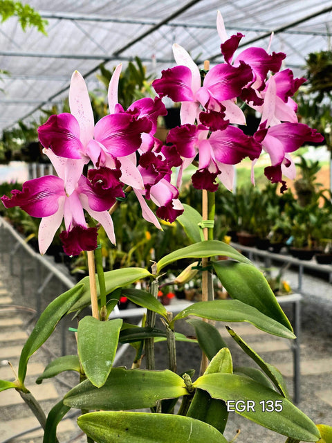 C. intermedia var. vinicolor-flamea