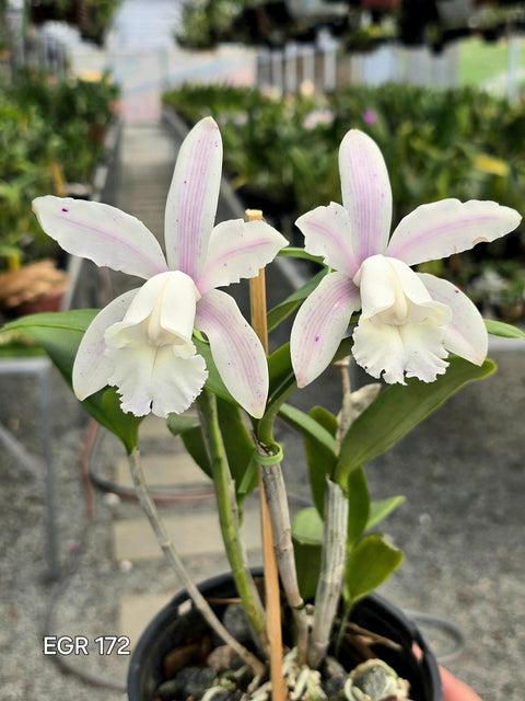 C. intermedia var. striata