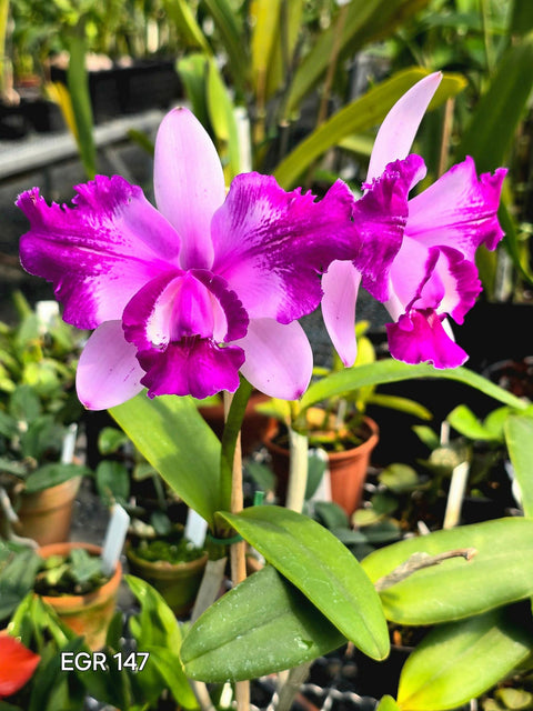 C. intermedia var. flamea