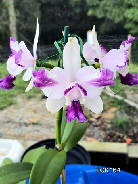 C. intermedia var. coerulea-flamea