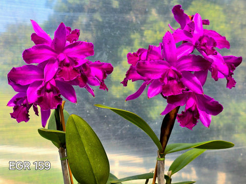 C. intermedia var. rubra