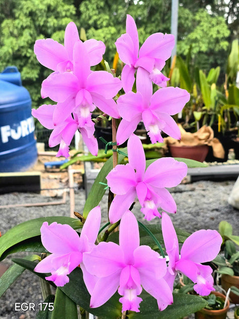 C. intermedia var. concolor