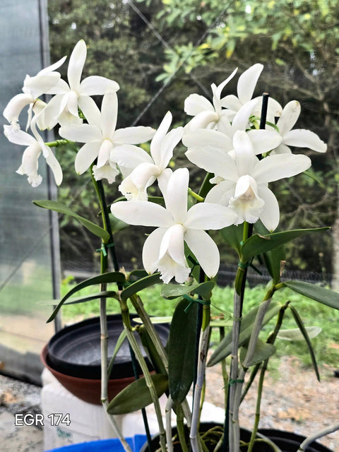 C. intermedia var. alba