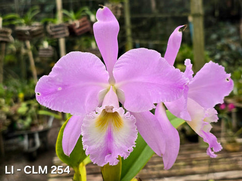 C. warneri var. concolor