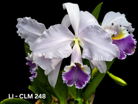 C. warneri var. coerulea