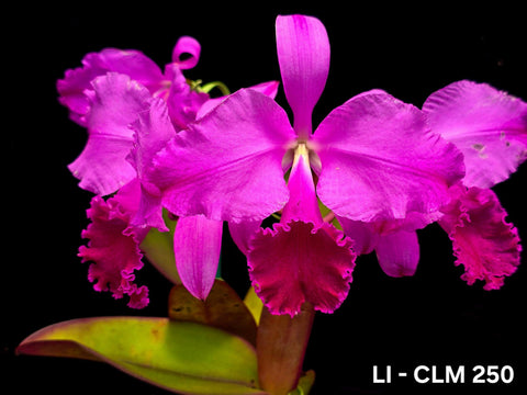 C. warneri var. rubra