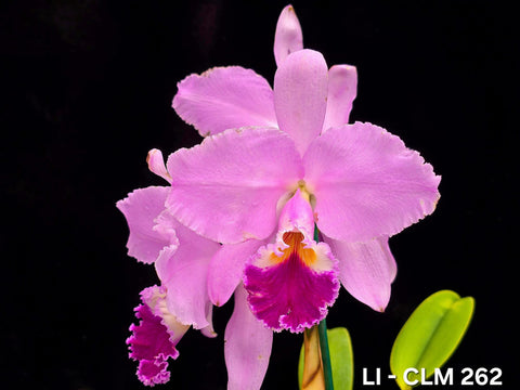 C. warneri