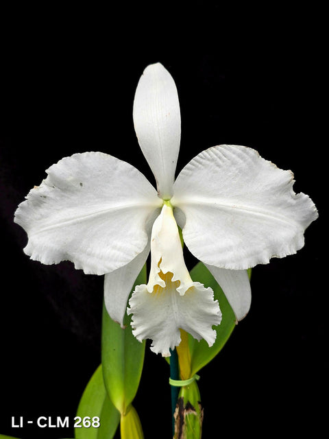 C. warneri var. alba