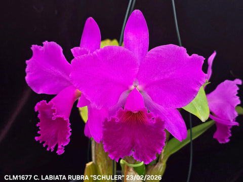 C. labiata var. rubra