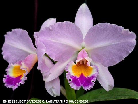 C. labiata