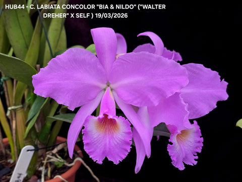 C. labiata var. concolor