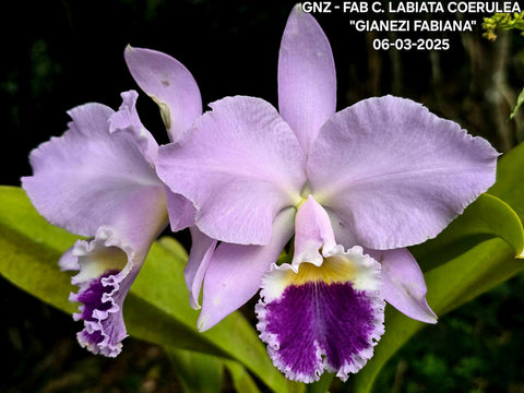 C. labiata var. coerulea