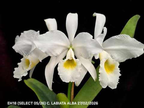 C. labiata var. alba