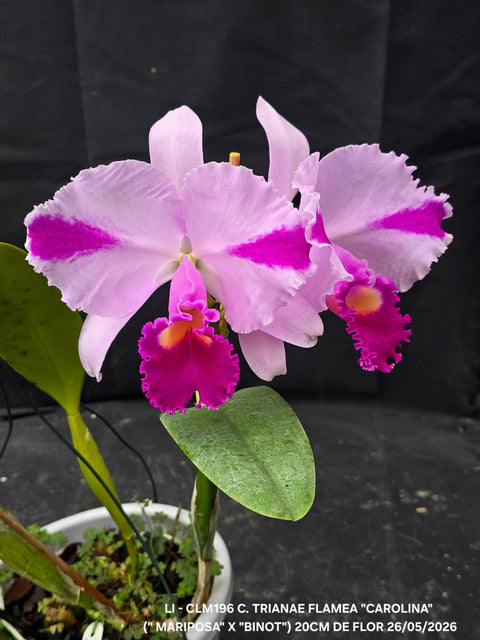 C. trianaei var. flamea
