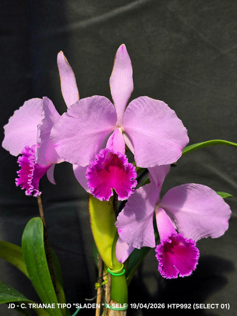 C. trianaei