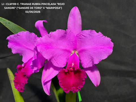 C. trianaei var. rubra pincelada