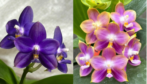 Phal. (Mok Choi Yew x SWR GV) x Mituo Reflex Dragon 'Blue-2'