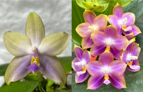 Phal. Tetr Bell x (Rainbow Green Fields – Penang Violacea x Mituo Reflex Dragon 'Blue-2')