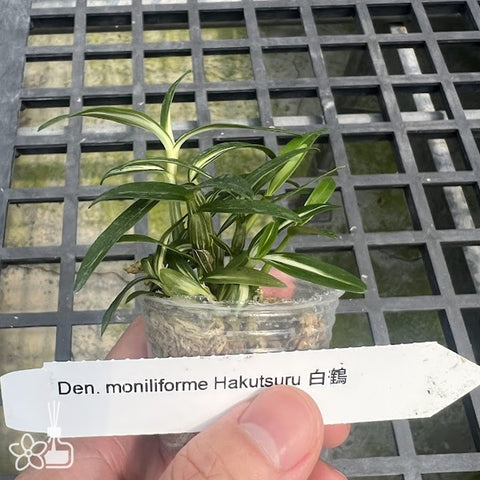 [Bare-root]Den. moniliforme 'Hakutsuru' 白鶴[Neo Preorder]