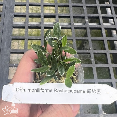 [Bare-root]Den. moniliforme 'Rashatsubame' 羅紗燕[Neo Preorder]