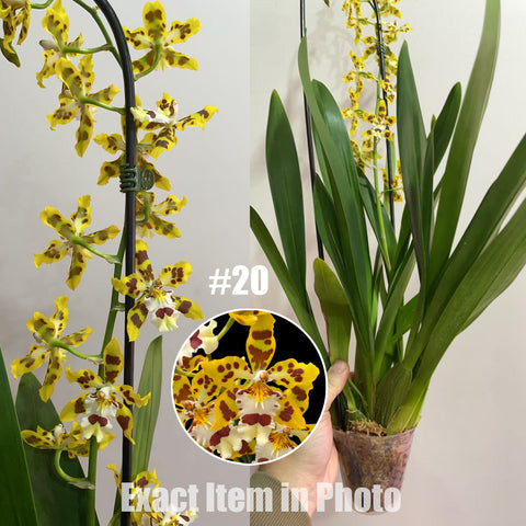 [Bare-root]Odontocidium 'Remember Burkhard Holm' #20[Feb in stock]