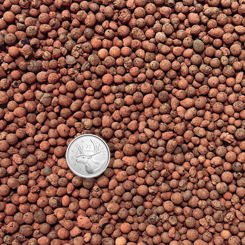 [Shippable]Hydroponic Clay Pebbles 3-5 mm Small Size 水培小陶粒 3.6L