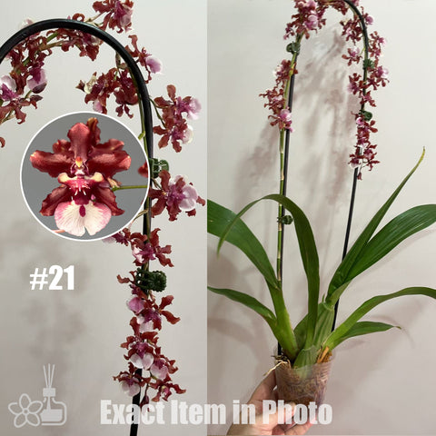 [Bare-root]Oncidium Sharry Baby 'Sweet Fragrance' AM/AOS #21[Feb in stock]