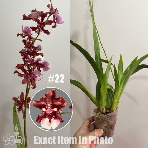 [Bare-root]Oncidium Sharry Baby 'Sweet Fragrance' AM/AOS #22[Feb in stock]