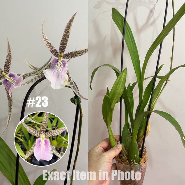 Oncidium – Page 4 – Orchidmart