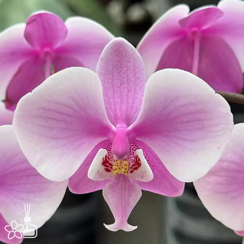 [Bare-rooted]Phal. schilleriana “silver leaf” 銀葉脉纹西[Feb Preorder]