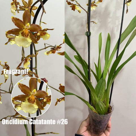 [Bare-root]Oncidium Catatante #26[Feb in stock]