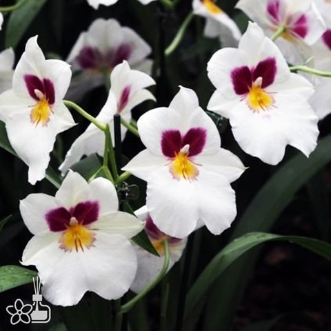 [Bare-root]Miltoniopsis Herr Alexander [Feb in stock]