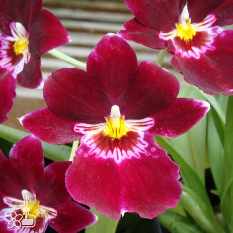 [Bare-root]Miltoniopsis Red Tide [Feb in stock]