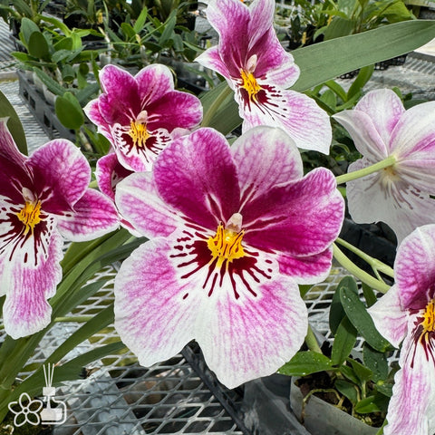 [Bare-root]Miltoniopsis Princess Diana [Feb in stock]