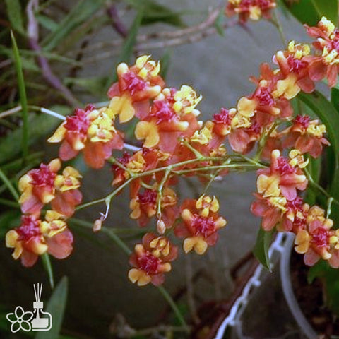 [Bare-root]Onc. Twinkle 'Tiny Twinkle Orange', variegated 達摩文心葉藝 [March Preorder]