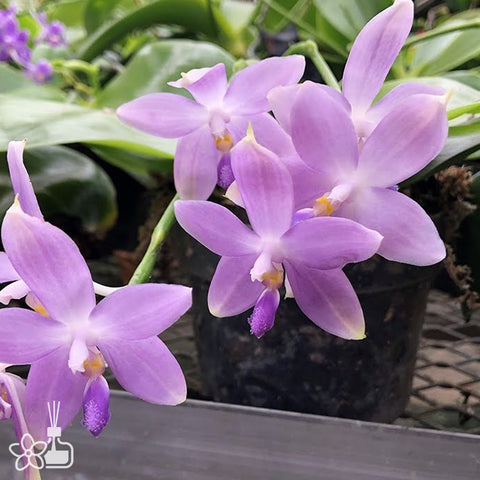 [Bare-root]Phal Germaine Vincent f. coerulea 藍色文森 [March Preorder]