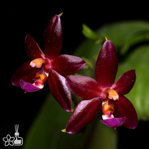 [Bare-root]Phal Valentinii 瓦倫 [March Preorder]