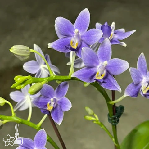 [Bare-root]Phal. Equalacea  伊克拉 [March Preorder]