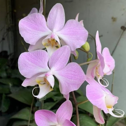 [Bare-root]Phal. sanderiana 'silver leaves' 銀葉桑德 [March Preorder]