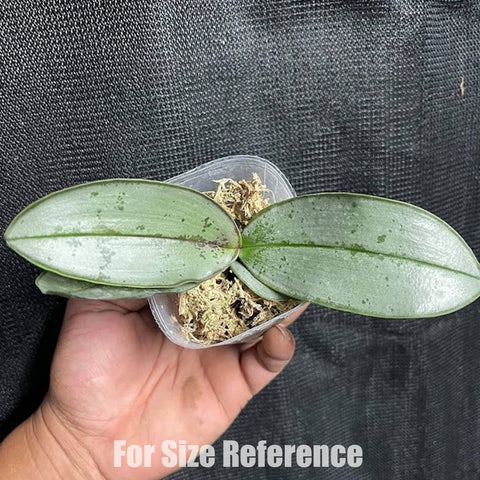 [Bare-root]Phal. sanderiana 'silver leaves' 銀葉桑德 [March Preorder]