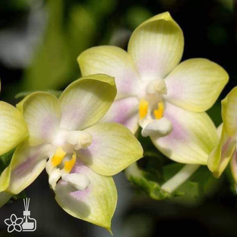 [Bare-root]Phal. Patti Lee 'Glow Up' 晴光 [March Preorder]