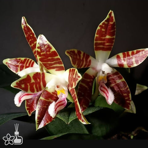 [Bare-root]Phal. Phalaenopsis sumatrana 蘇門答臘蝴蝶蘭 [March Preorder]