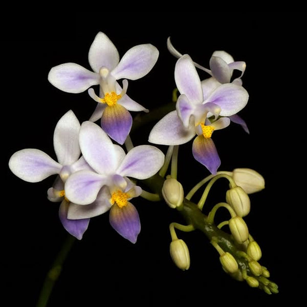 Phalaenopsis equestris f. coerulea orchid | Manu's Orchids