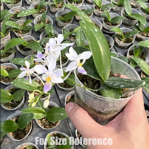 [Bare-root]Phal.equestris f. coerulea 藍姬蝴蝶[March Preorder]