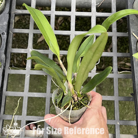 [Bare-root]Cattleya jenmanii f. coerulea x sib 藍傑瑪尼 [March Preorder]