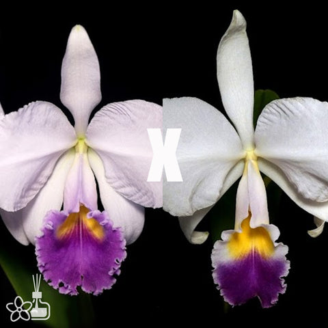 [Bare-root]Cattleya trianaei f. coerulea (XWJ x Paulista) 藍特里 [March Preorder]