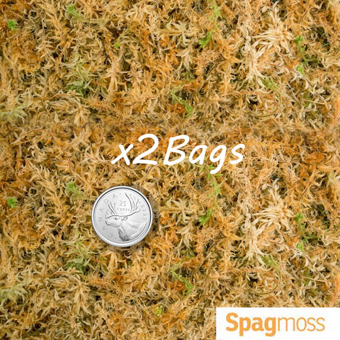 Spagmoss 100g/Compressed x2 新西蘭水苔