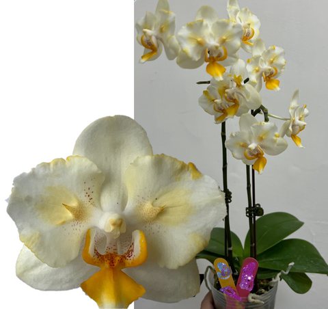 Phal. Cloud Sunrise Peloric