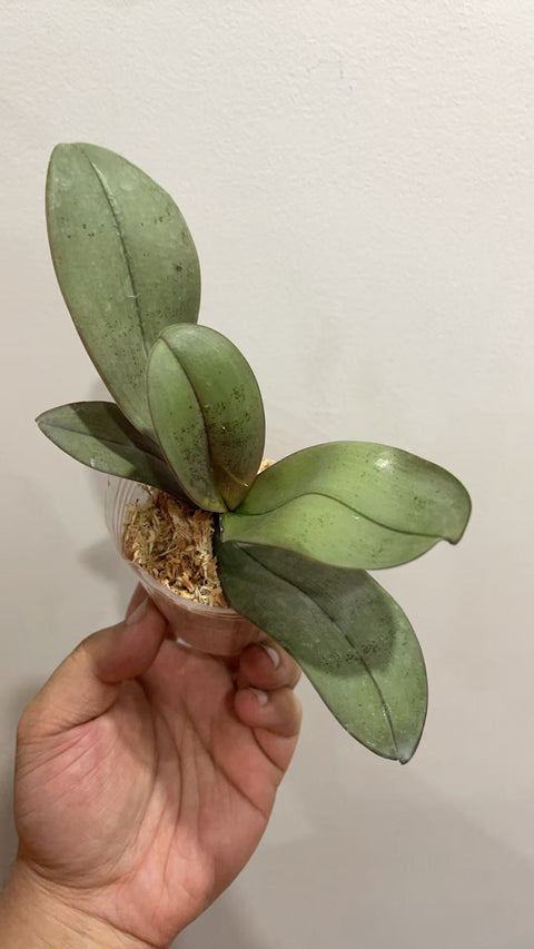 [Bare-root] Phal. sanderiana 'silver leaves' 銀葉桑德 [2.5" NBS][May in stock]