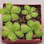 [Bare-root] Pinguicula pilosa 毛捕虫堇 [Wishlist]